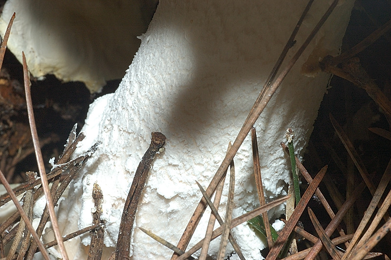 I funghi della Pineta di Castelfusano (Ostia)