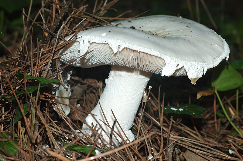 I funghi della Pineta di Castelfusano (Ostia)