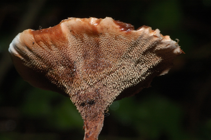 I funghi della Pineta di Castelfusano (Ostia)