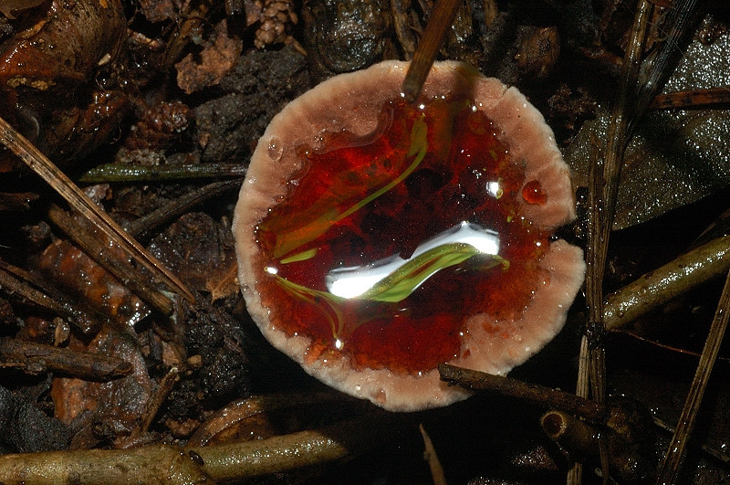 I funghi della Pineta di Castelfusano (Ostia)