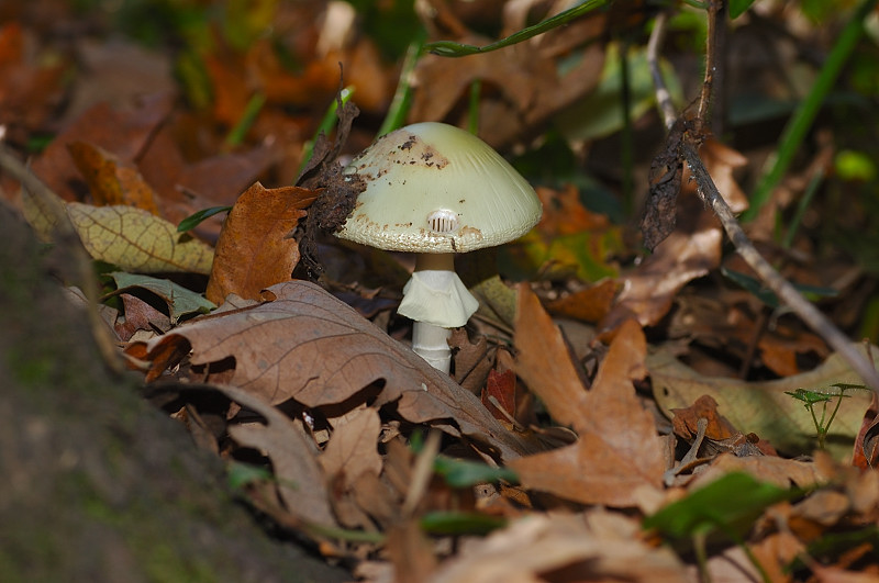 Piccola escursione in bosco di pianura