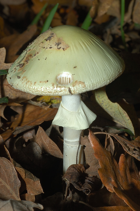 Piccola escursione in bosco di pianura