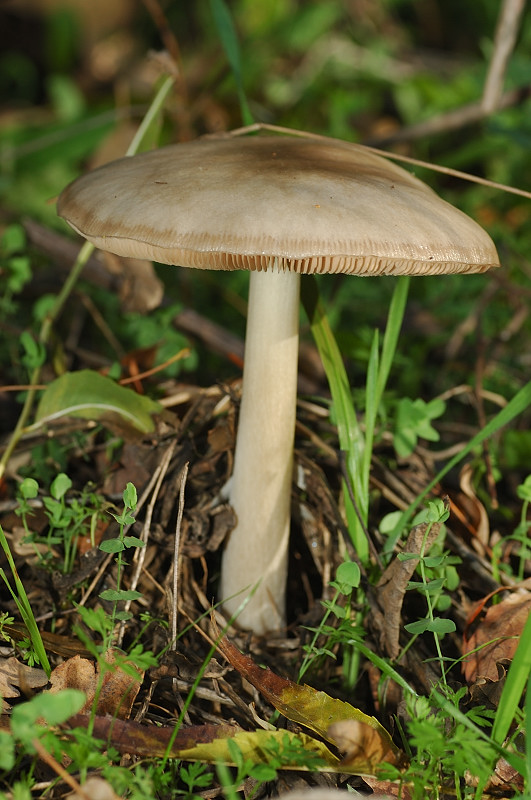 Piccola escursione in bosco di pianura