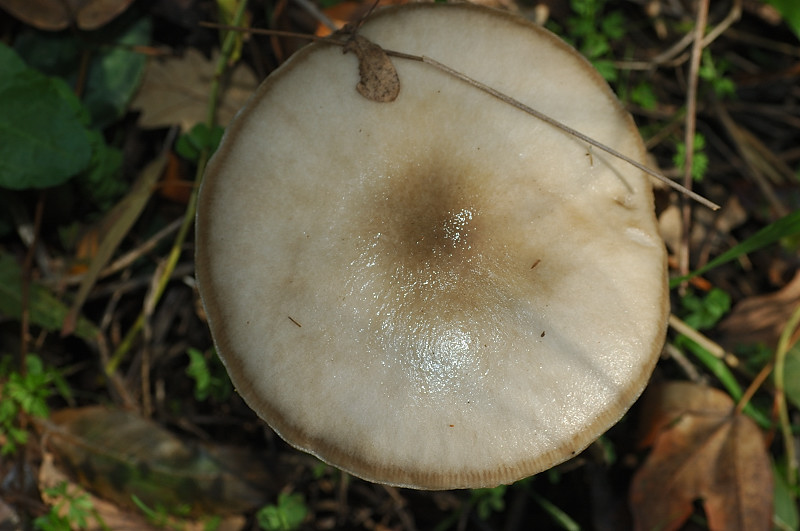 Piccola escursione in bosco di pianura