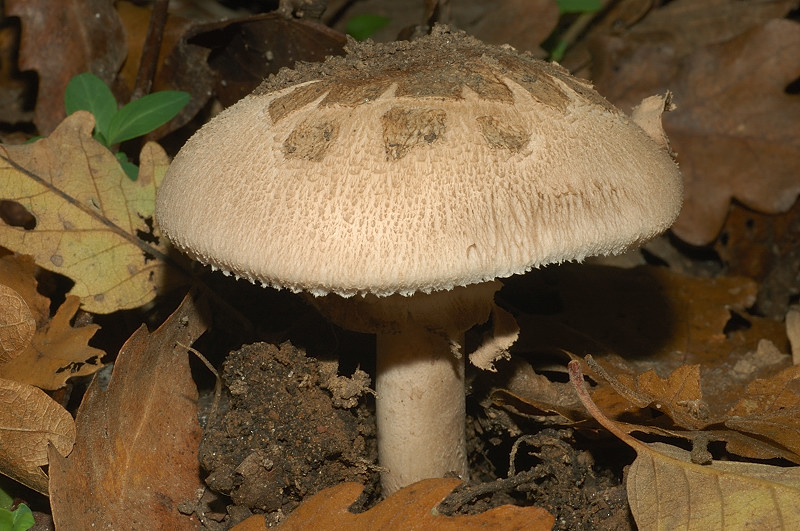 Piccola escursione in bosco di pianura