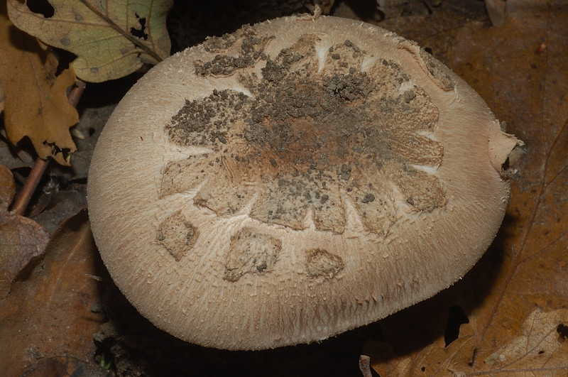 Piccola escursione in bosco di pianura