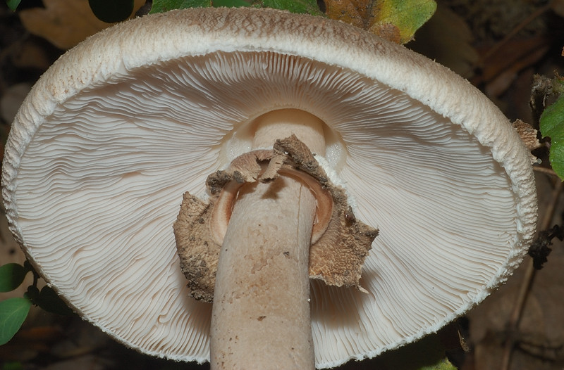 Piccola escursione in bosco di pianura