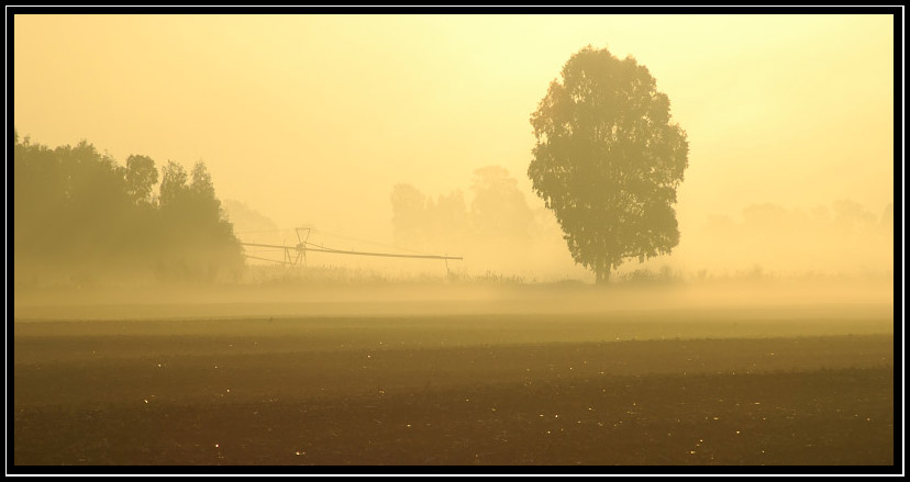 Nella nebbia..in un giorno qualunque