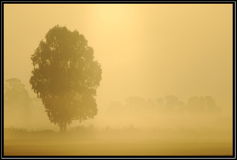 Nella nebbia..in un giorno qualunque