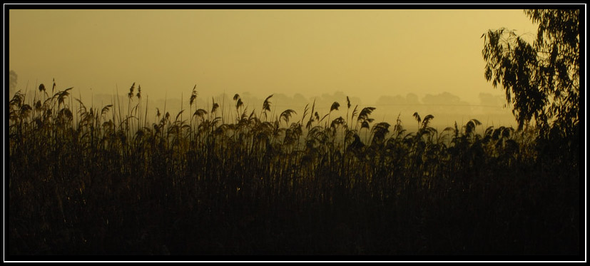 Nella nebbia..in un giorno qualunque