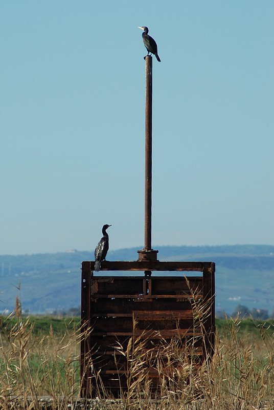 Avifauna humor