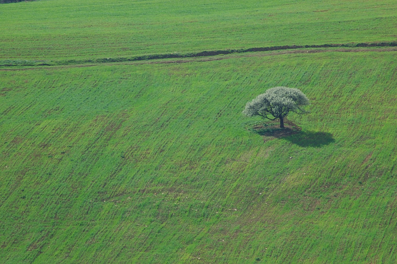 Onde di terra...