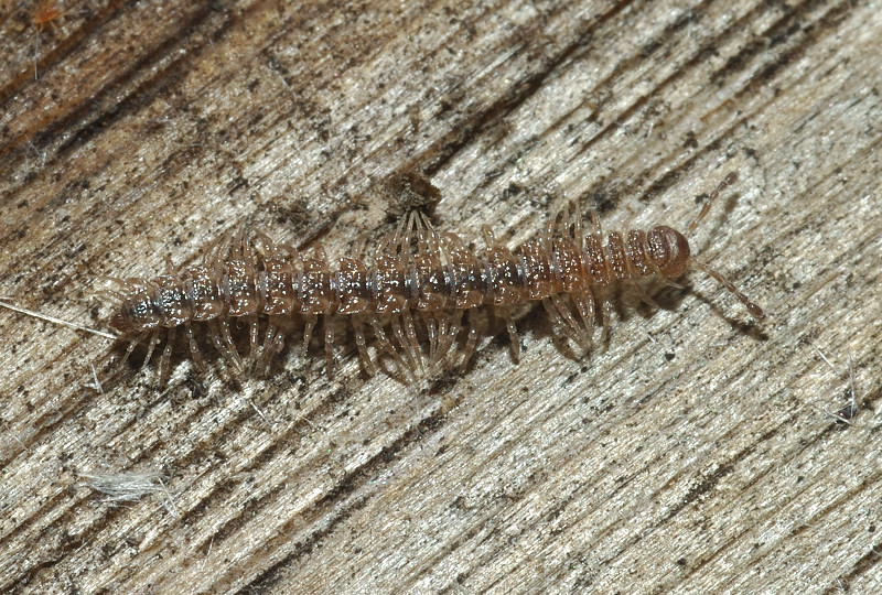 Polydesmidae