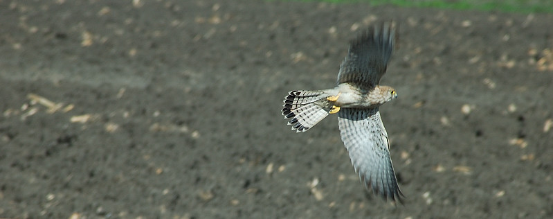 Avifauna humor