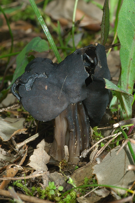 I funghi della Pineta di Procoio