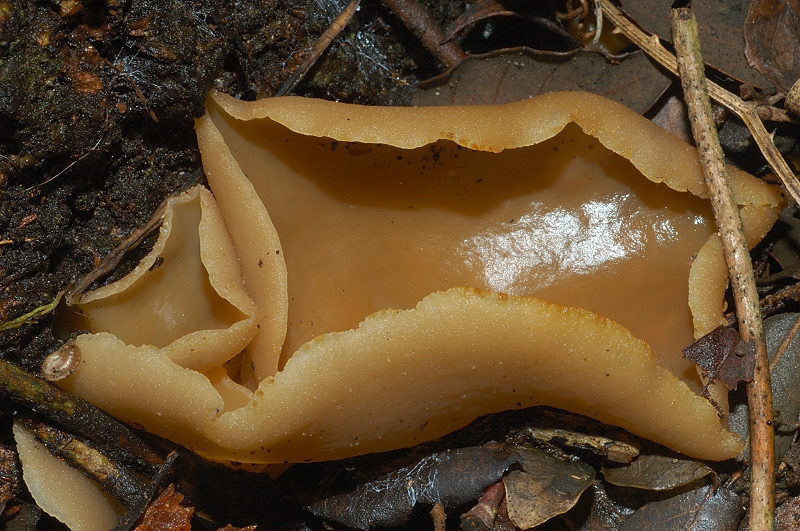 I funghi della Pineta di Procoio