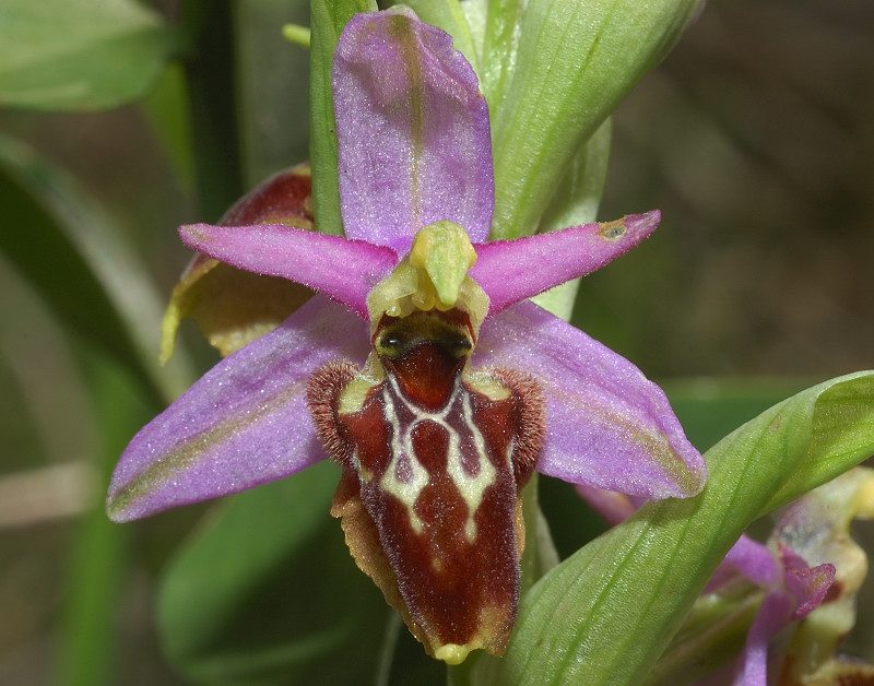 Ophrys garganica, O. sphegodes ... Chi ha un p di pazienza?