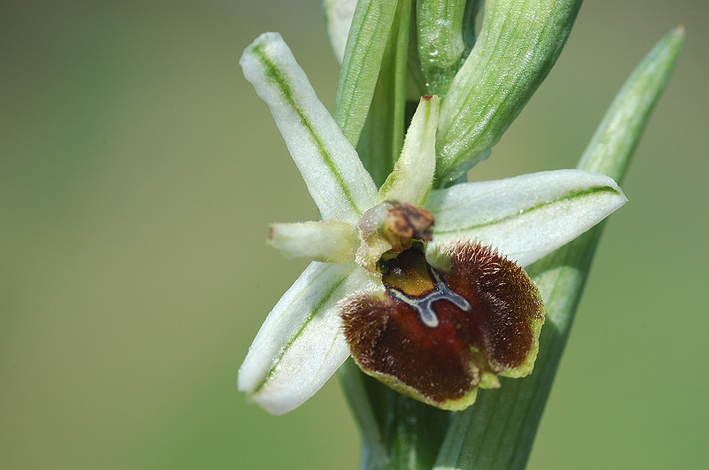 Ophrys garganica, O. sphegodes ... Chi ha un p di pazienza?