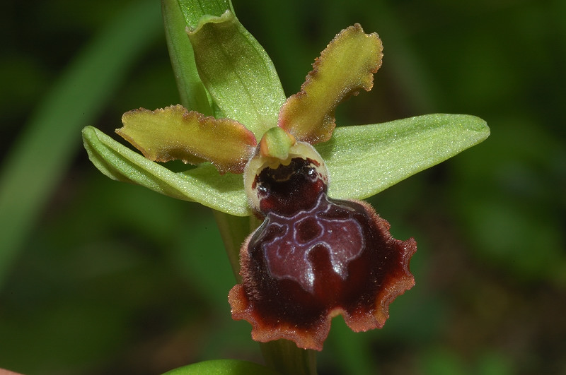 Ophrys garganica, O. sphegodes ... Chi ha un p di pazienza?