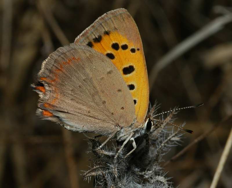 Lycaena phlaeas