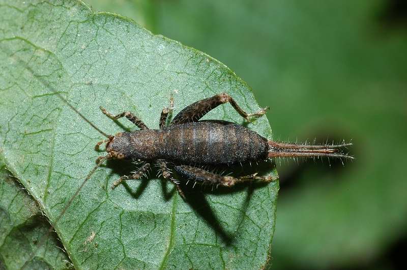 Arachnocephalus vestitus (Mogoplistidae)