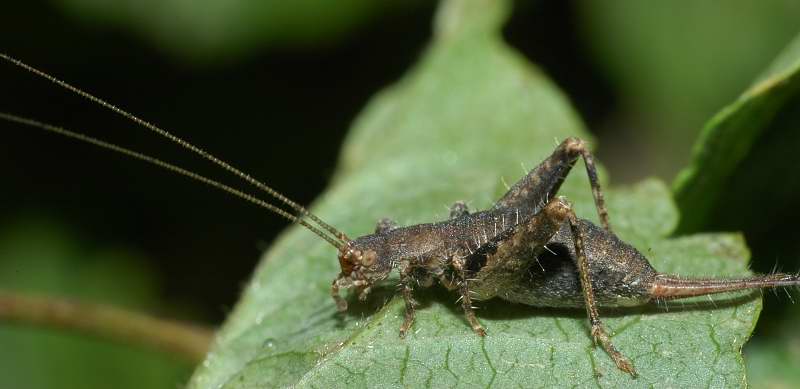 Arachnocephalus vestitus (Mogoplistidae)