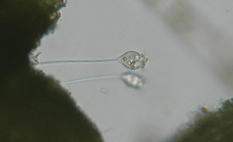 Organismi unicellulari