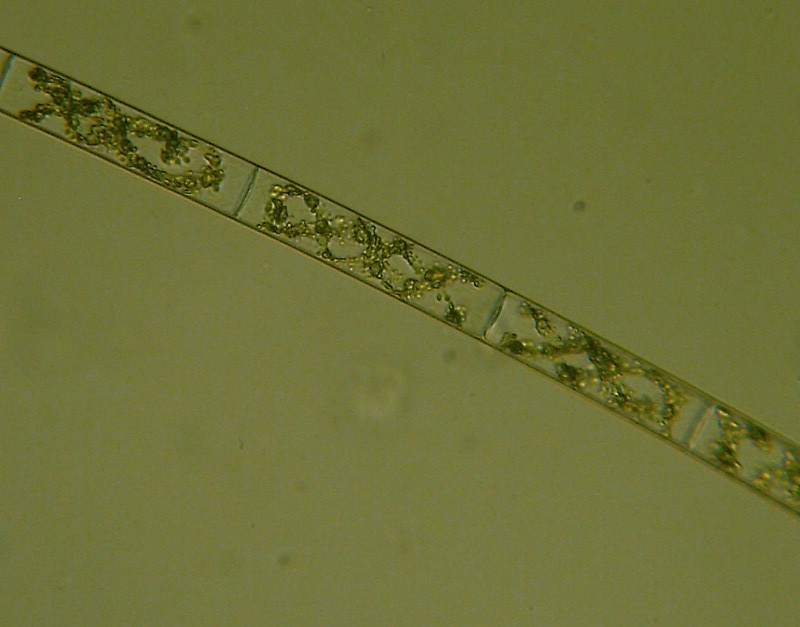 Altri microinvertebrati