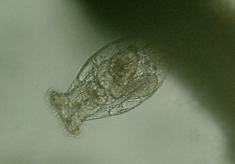 Organismi unicellulari