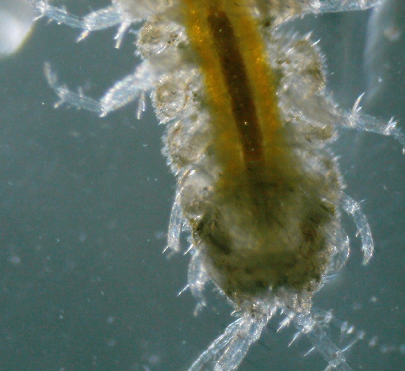 Crostaceo (?) al microscopio