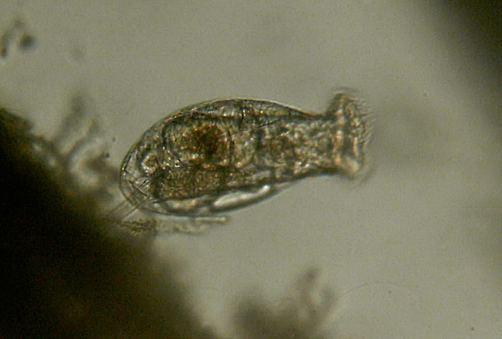 Organismi unicellulari