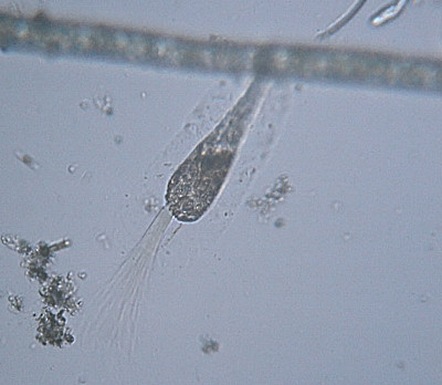 Altri microinvertebrati