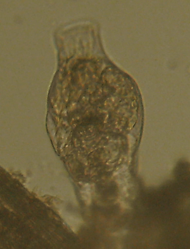 Organismi unicellulari