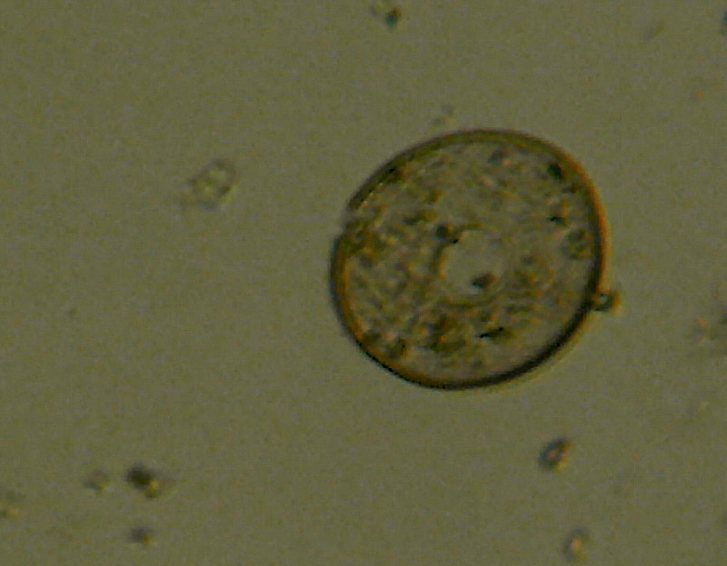 Organismi unicellulari