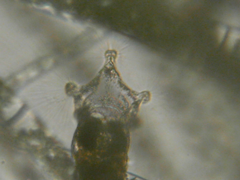 Altri microinvertebrati