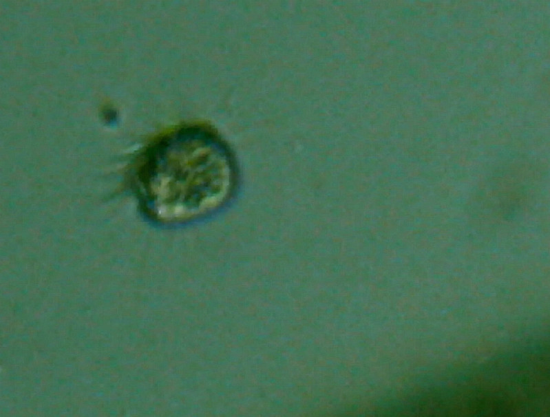 Organismi unicellulari