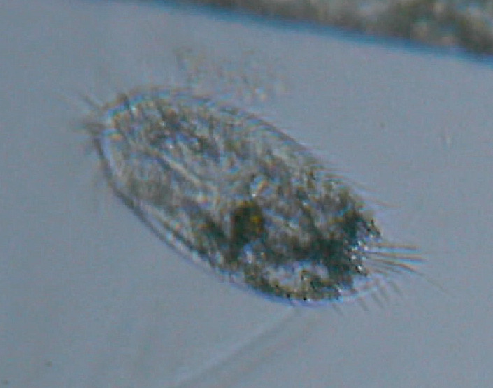 Organismi unicellulari