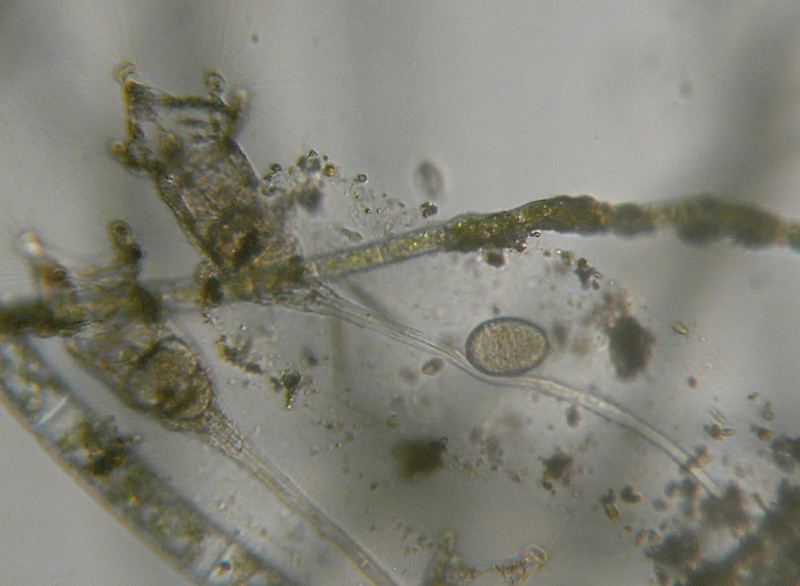 Altri microinvertebrati