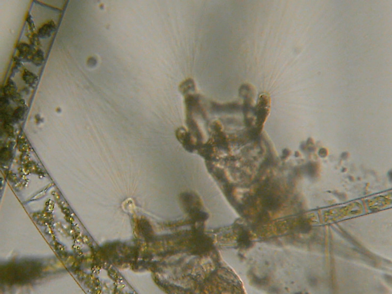 Altri microinvertebrati