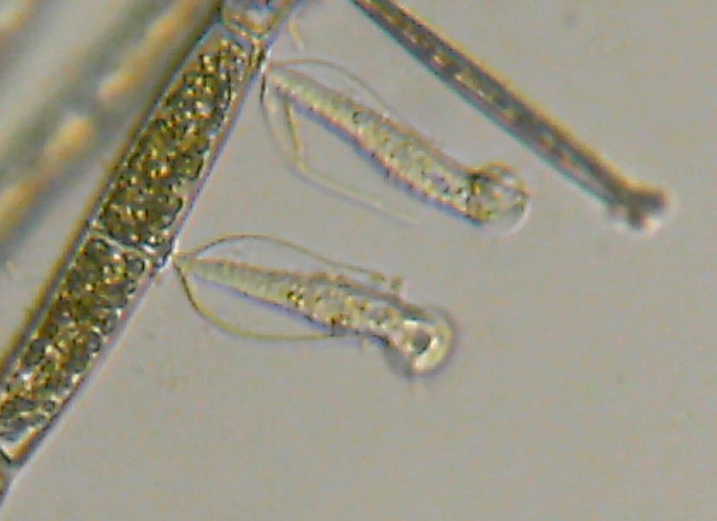 Altri microinvertebrati