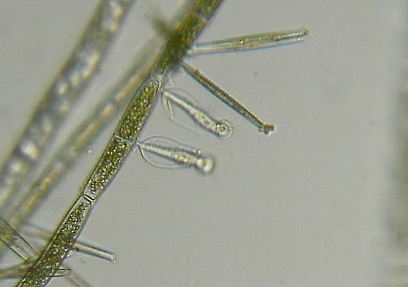 Altri microinvertebrati