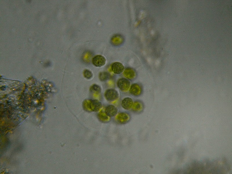 Microscopia delle acque astatiche del Bosco di Foglino