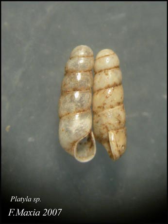 Platyla sp. dalla Sardegna