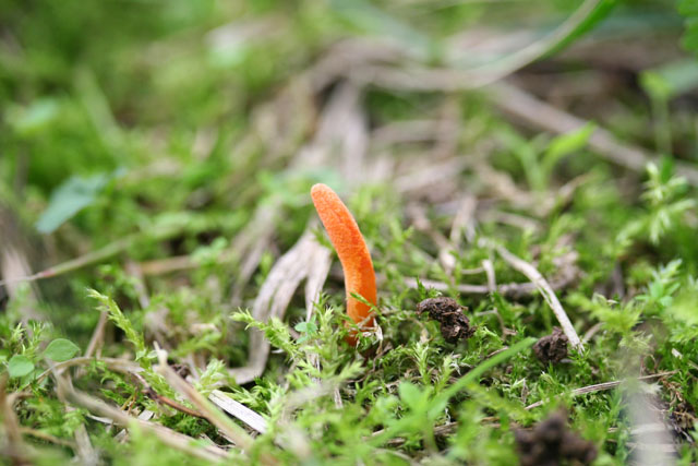 Cordyceps militaris