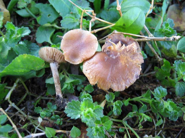 Galerina da determinare