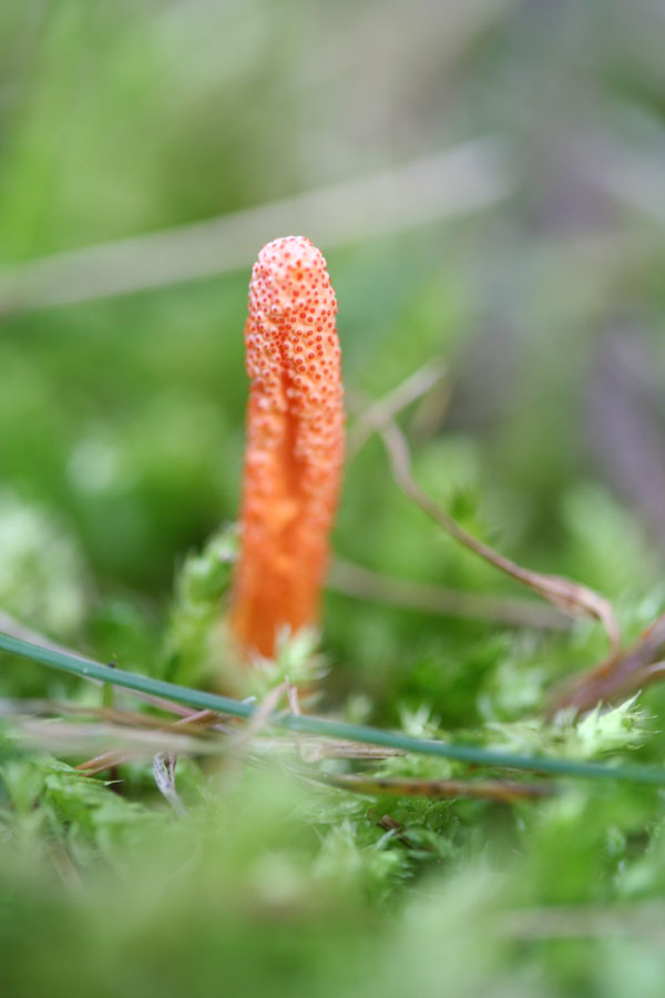 Cordyceps militaris