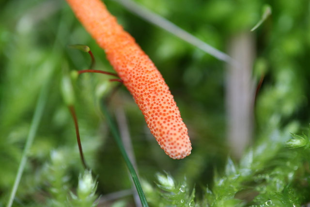 Cordyceps militaris