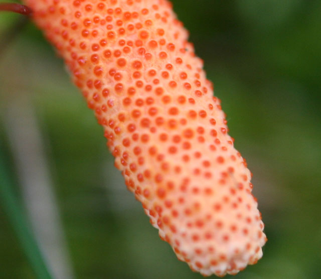 Cordyceps militaris