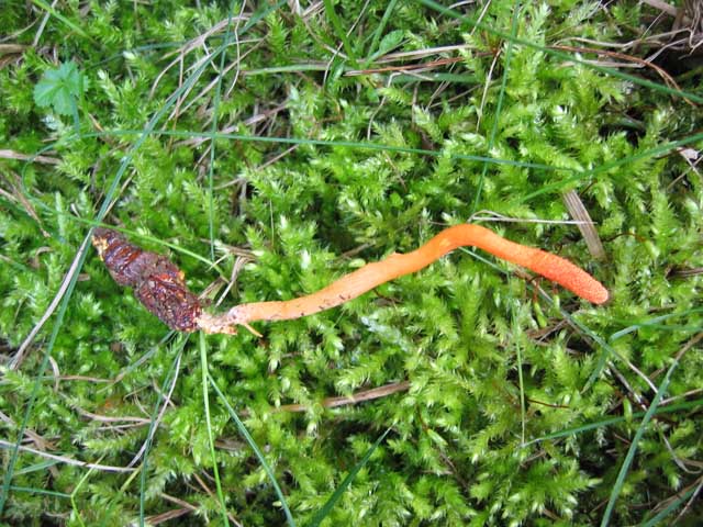 Cordyceps militaris