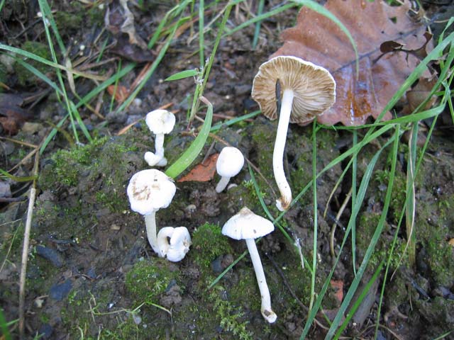 Inocybe geophylla